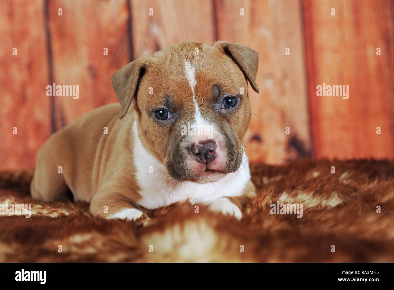 American Staffordshire Terrier, cucciolo 4 settimane, rosso-bianco, giace sulla coperta di pelliccia, Austria Foto Stock