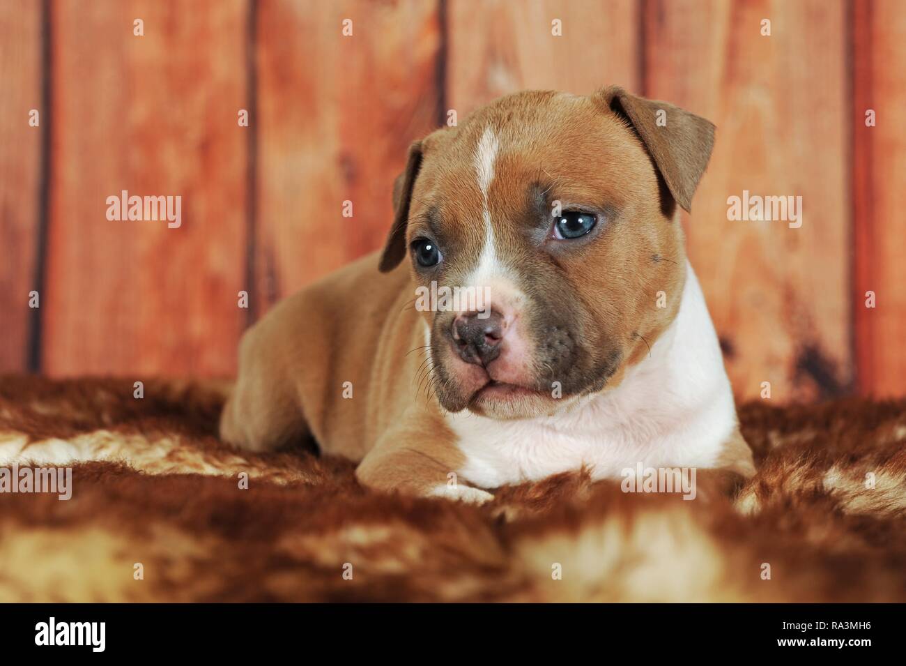 American Staffordshire Terrier, cucciolo 4 settimane, rosso-bianco, giace sulla coperta di pelliccia, Austria Foto Stock