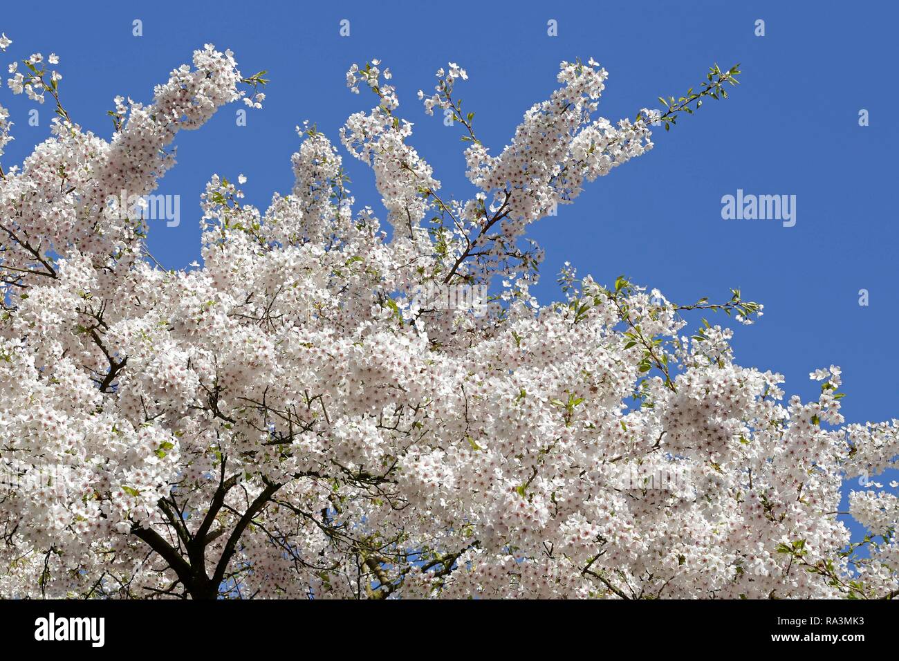 Fioritura ciliegio (Prunus sp.) tree, Germania Foto Stock