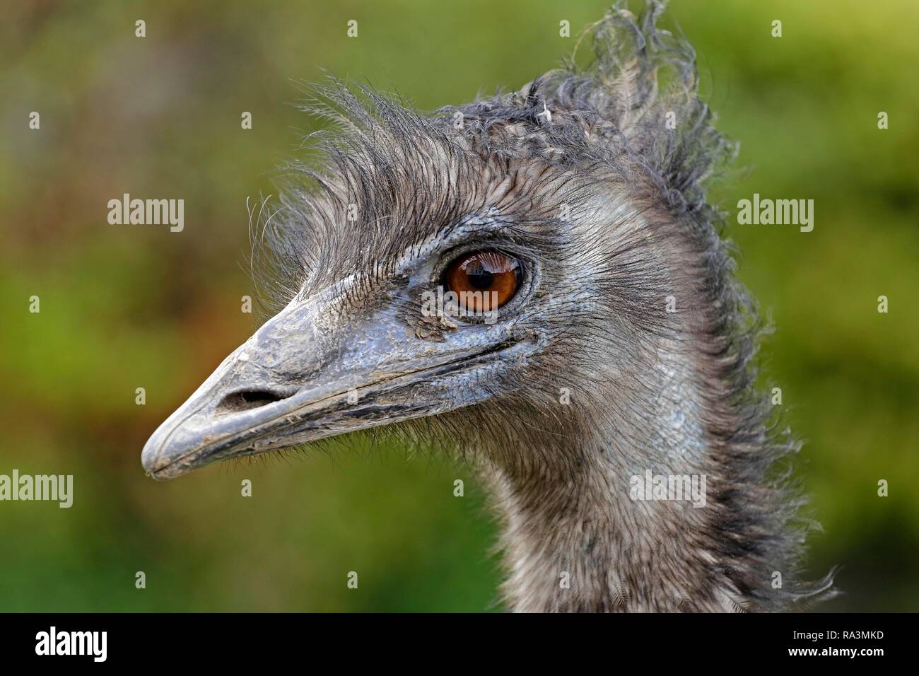 Emu (Dromaius novaehollandiae), ritratto, captive, Nord Reno-Westfalia, Germania Foto Stock