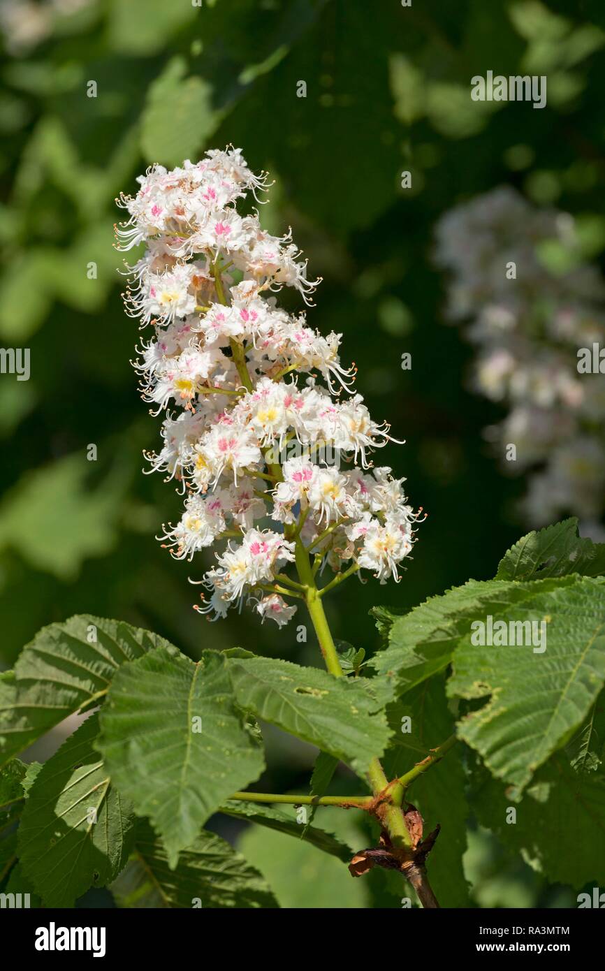 Fiore di castagno, fioritura ippocastano (Aesculus) Arnis, Schleswig-Holstein, Germania Foto Stock