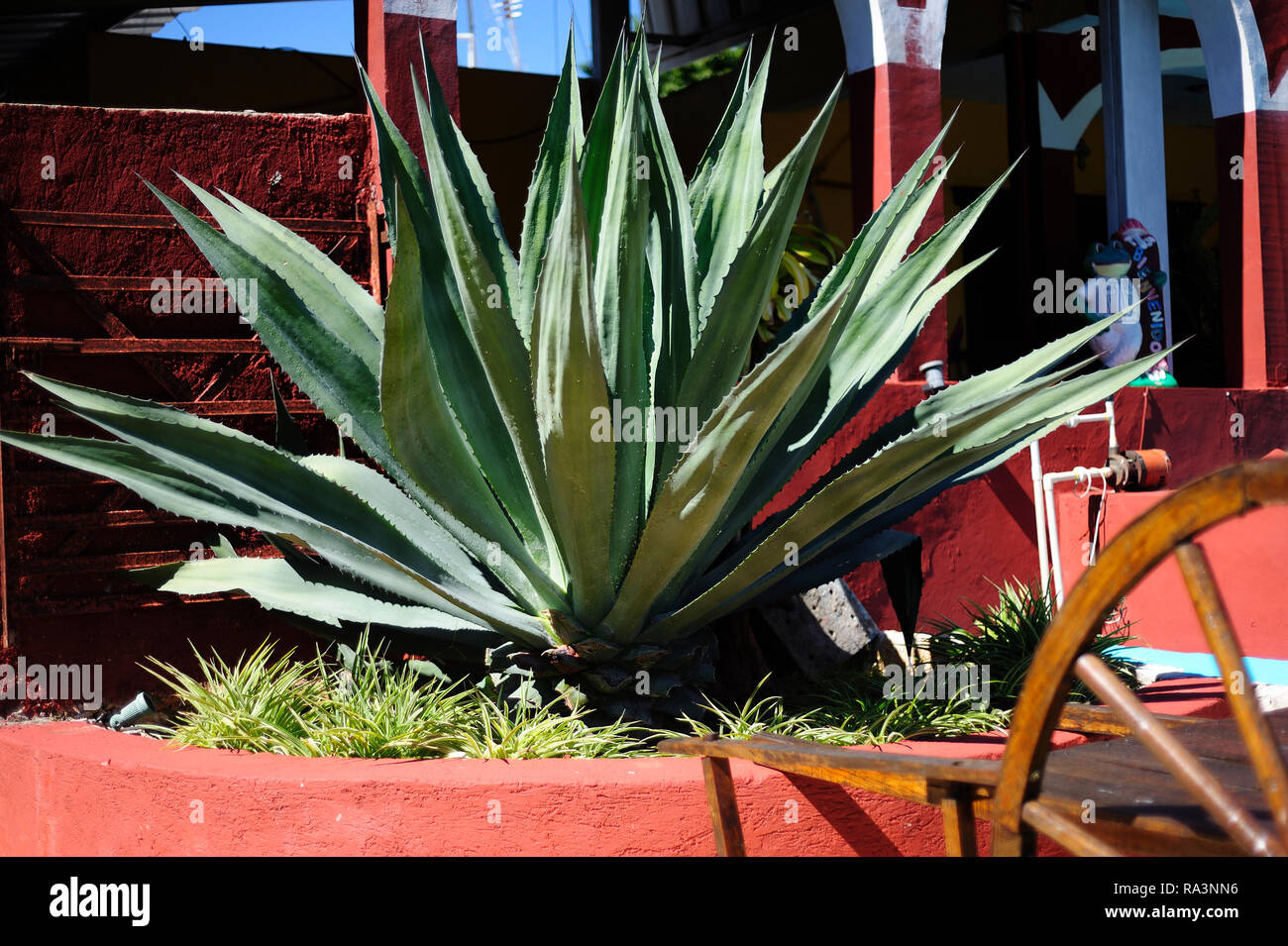 MERIDA, YUC/MESSICO - Nov 13, 2017: un impianto di henequen (Agave fourcroydes) usde per la decorazione a San Pedro Palomeque station wagon Foto Stock