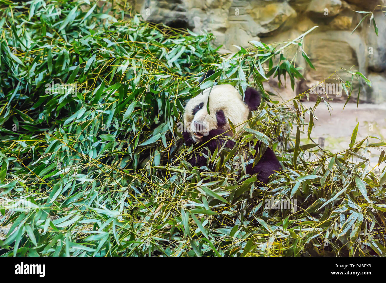 Panda gigante Ailuropoda melanoleuca mangiare bambù. Animali selvatici Foto Stock