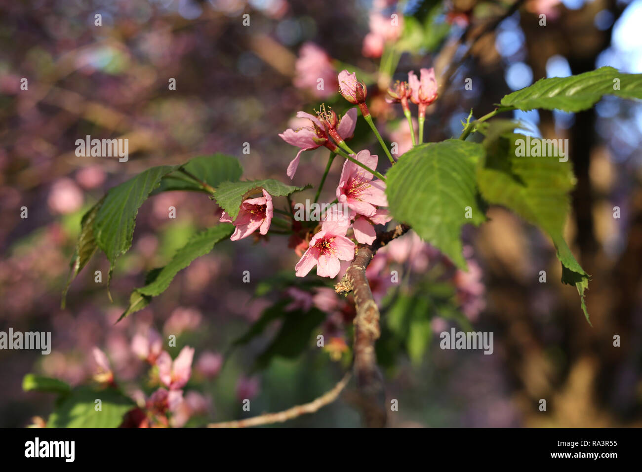 Giapponese di bellissimi fiori di ciliegio. Queste bellezze rosa sono ancora attaccato a un albero ciliegio filiale. In questo close up foto i fiori che sbocciano. Foto Stock