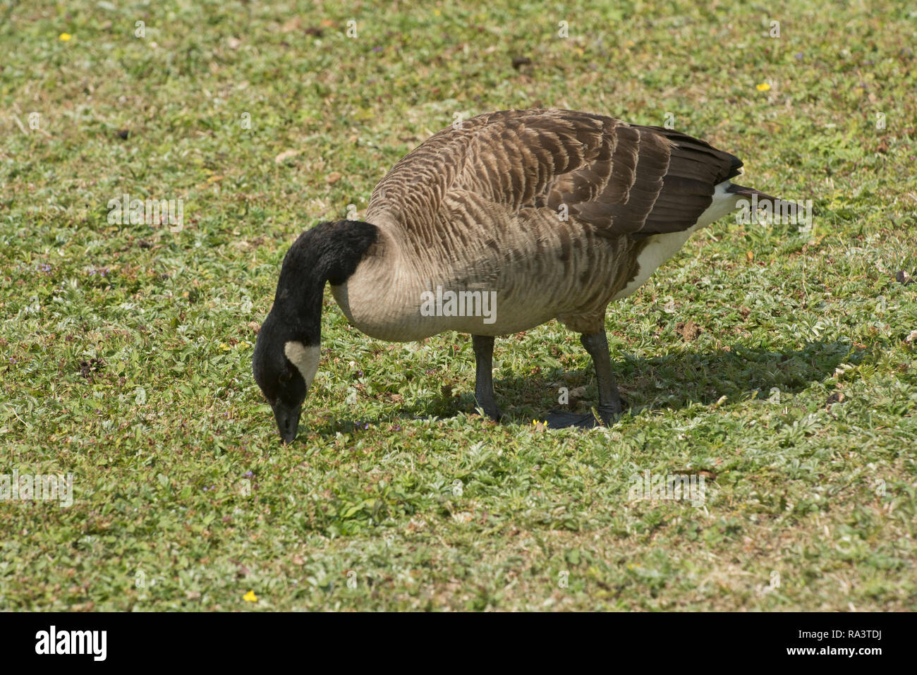 Canada Goose, Branta canadensis, screpolature erba corta alla fauna selvatica di Arundel e di zone umide fiducia in estate, Luglio Foto Stock