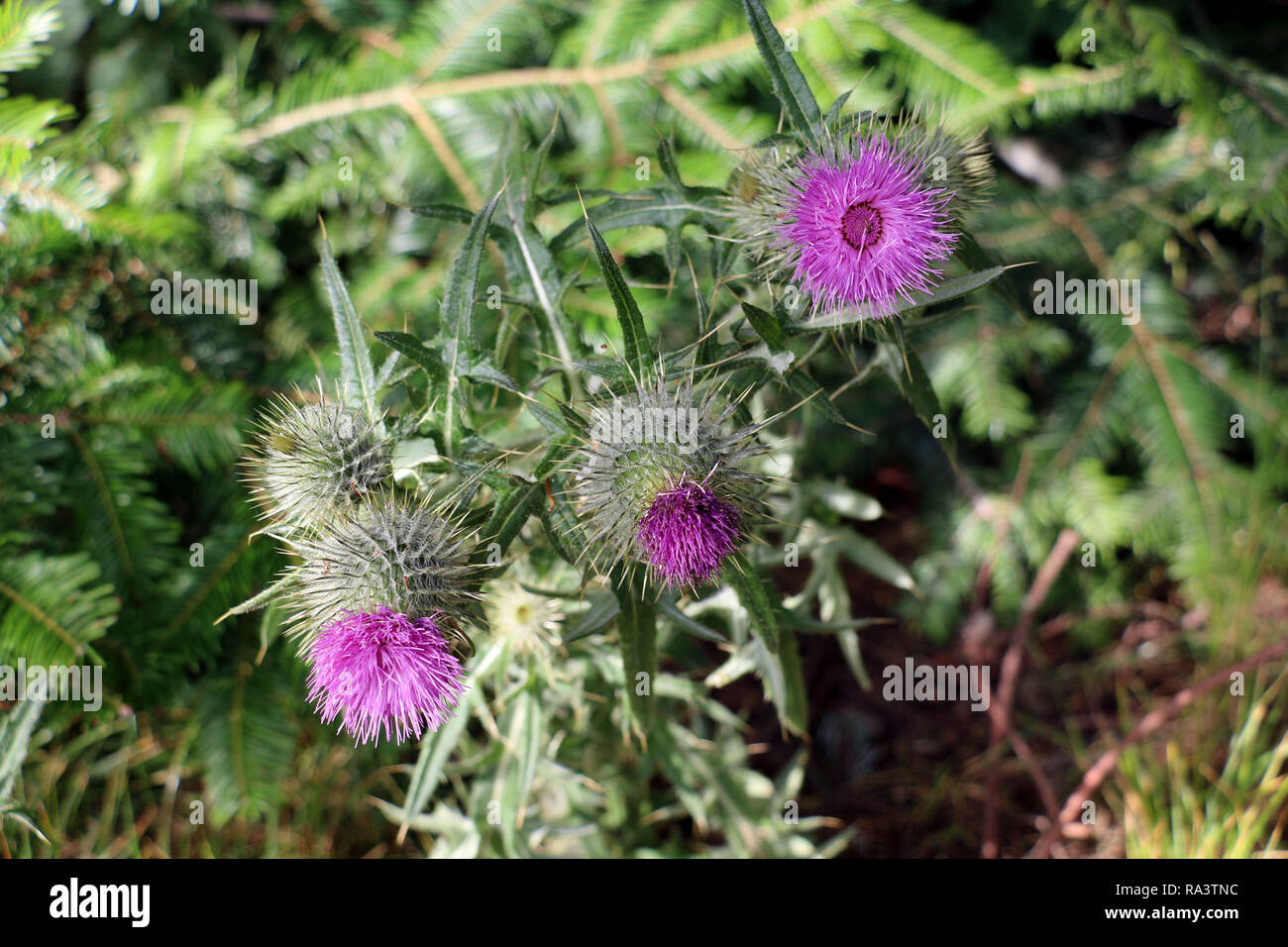 Fiore di cardo, simbolo della Scozia Foto Stock
