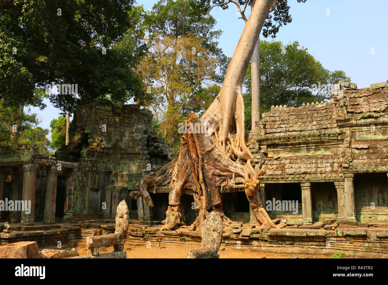 Ta Prohm tempio di Angkor Wat, albero presso il tempio rovine, Cambogia Foto Stock