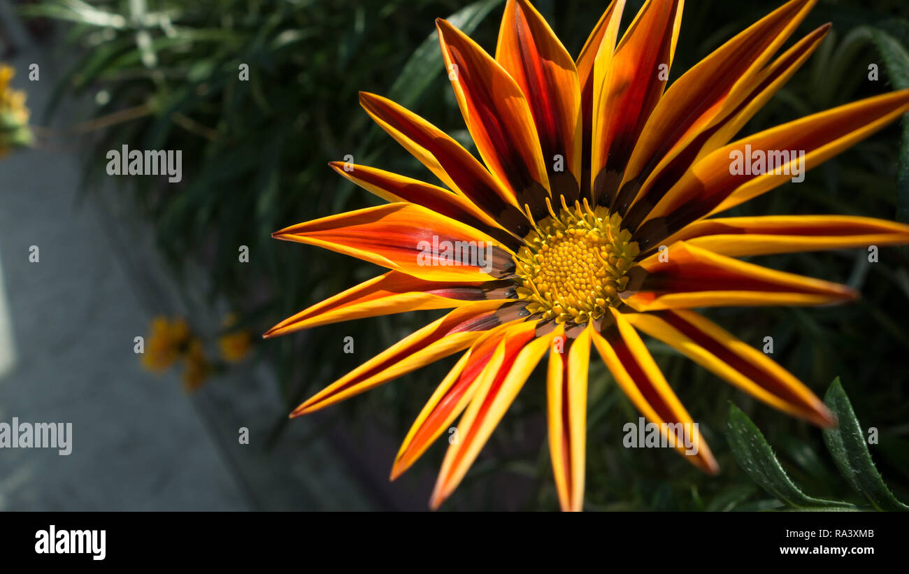 Rosso, arancione e giallo gazania in fiore Foto Stock