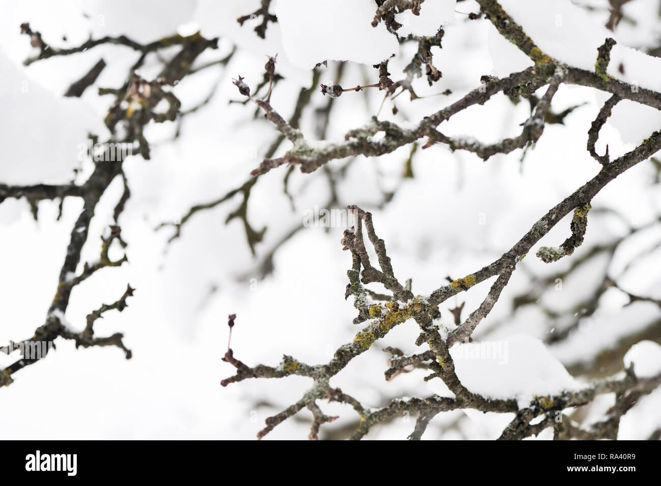 Rami di alberi coperti di neve nel giardino di inverno Foto Stock