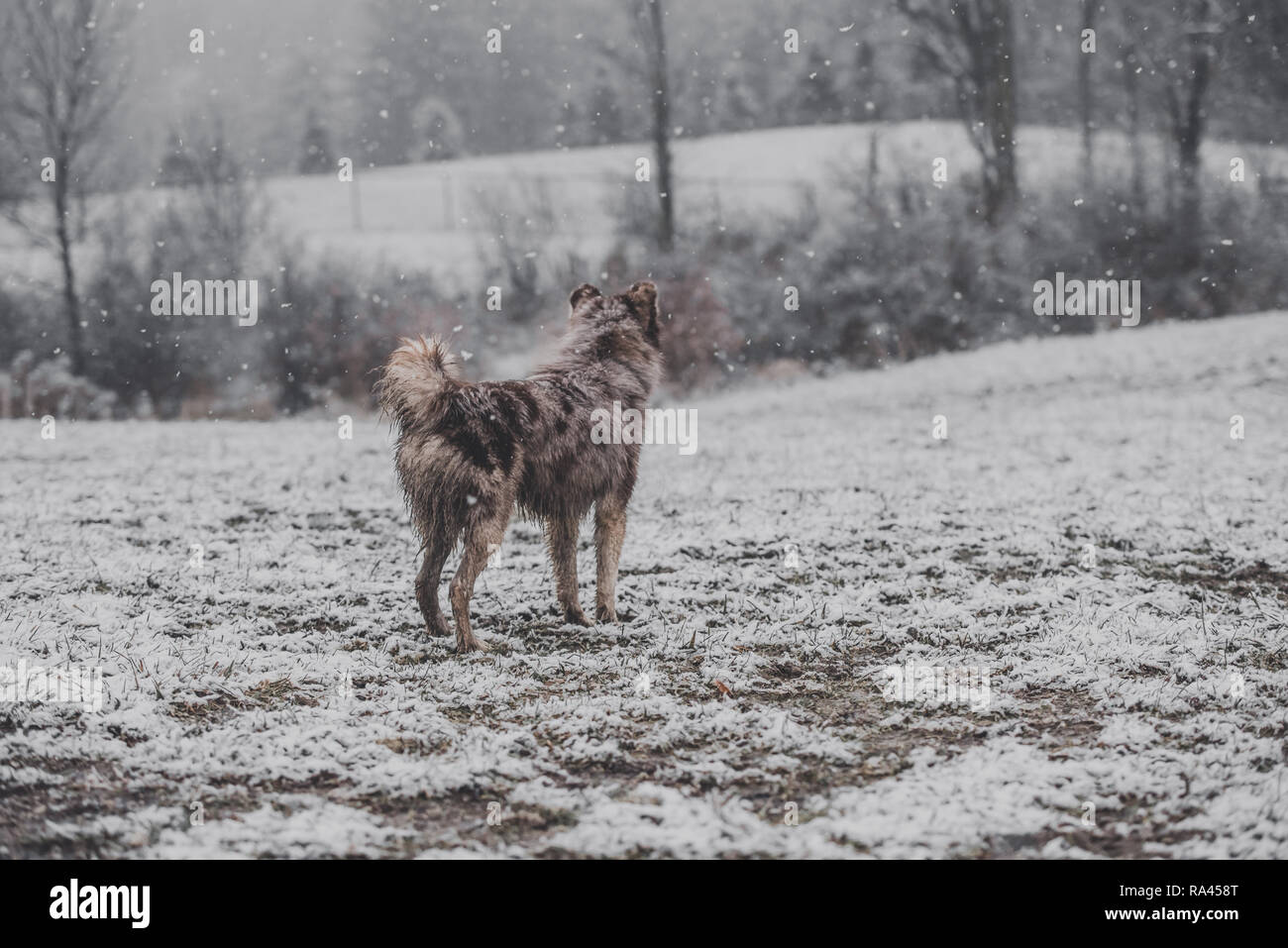 Cane nella neve Foto Stock