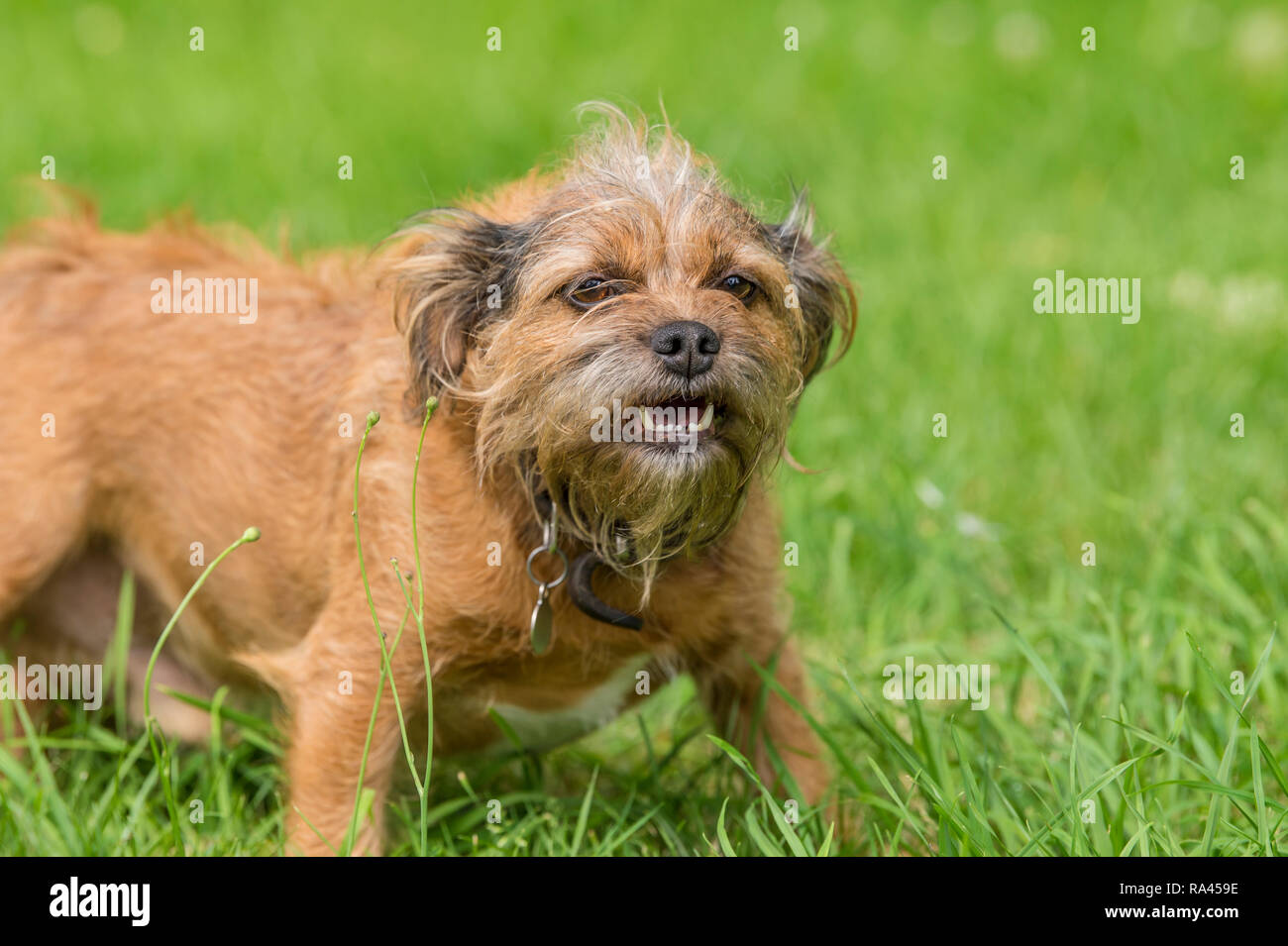 Border Terrier cane Foto Stock