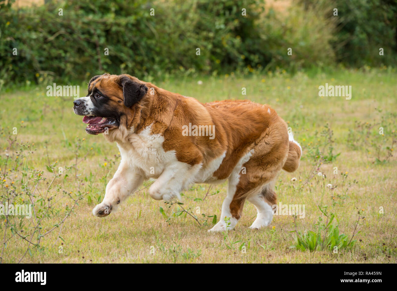 St Bernard Dog in esecuzione Foto Stock