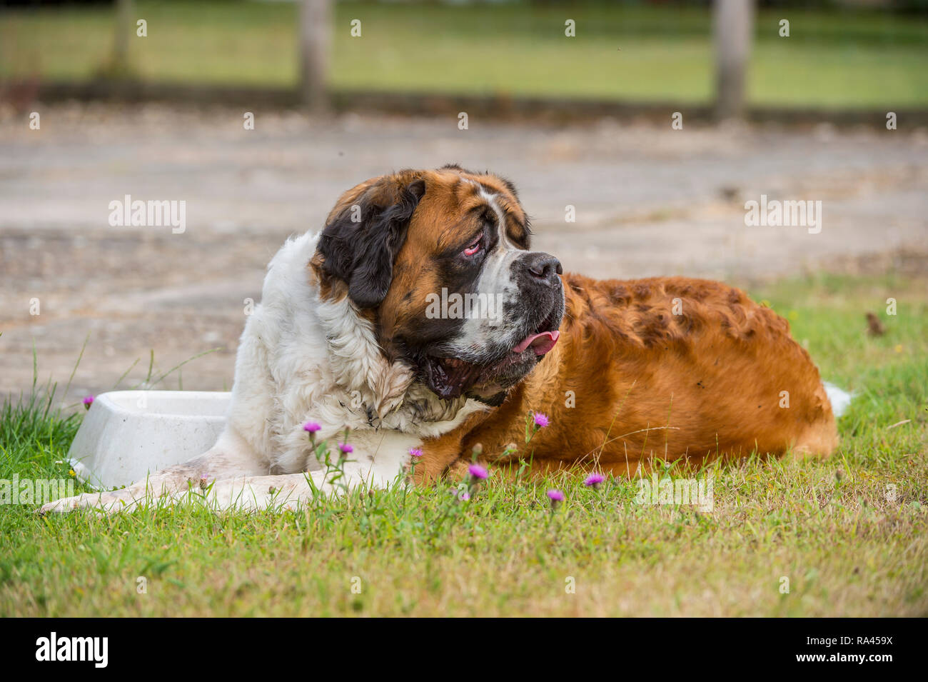 St Bernard Dog Foto Stock