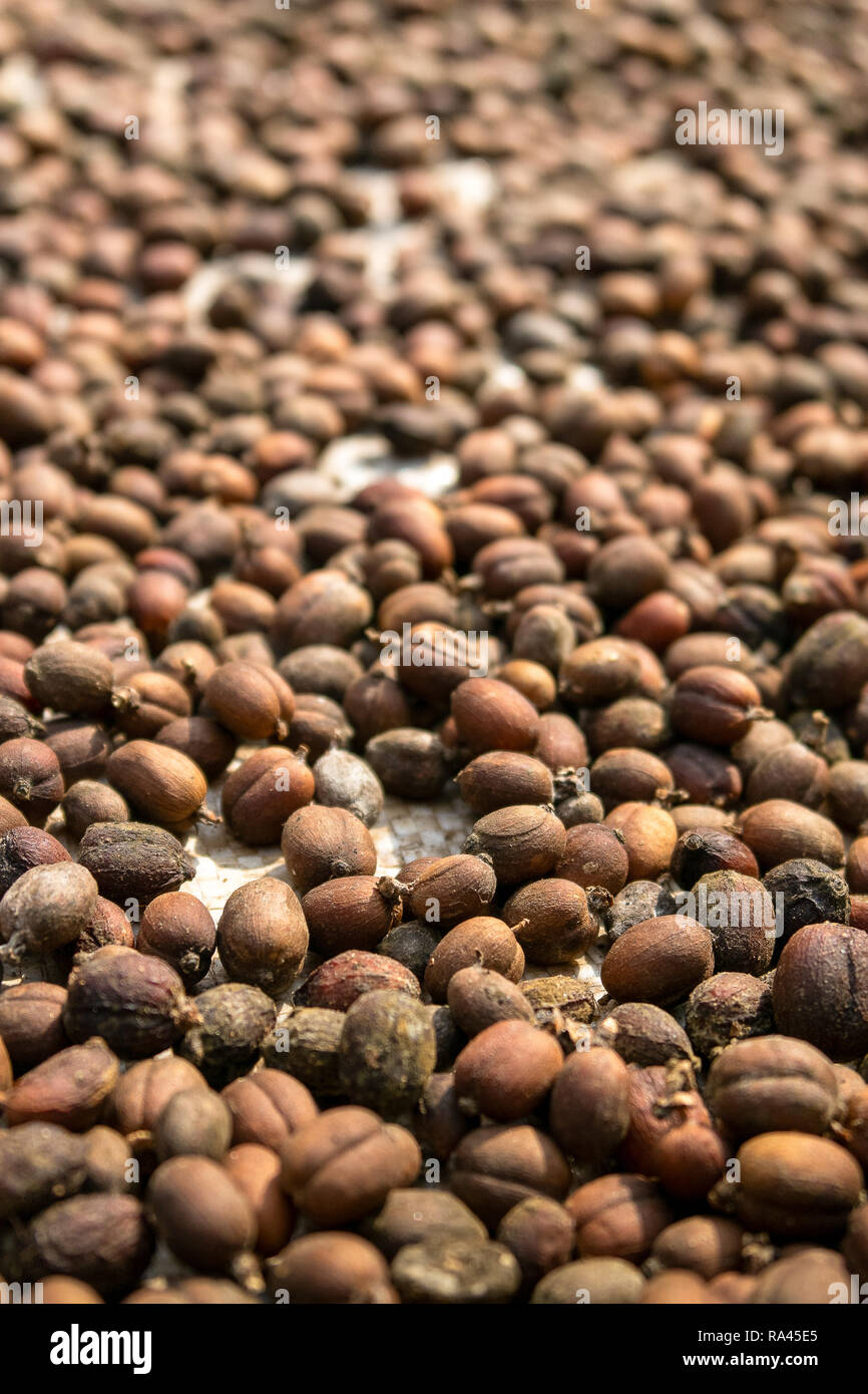 Chicchi di caffè freschi raccolti dalla piantagione di essiccazione al sole. Foto Stock