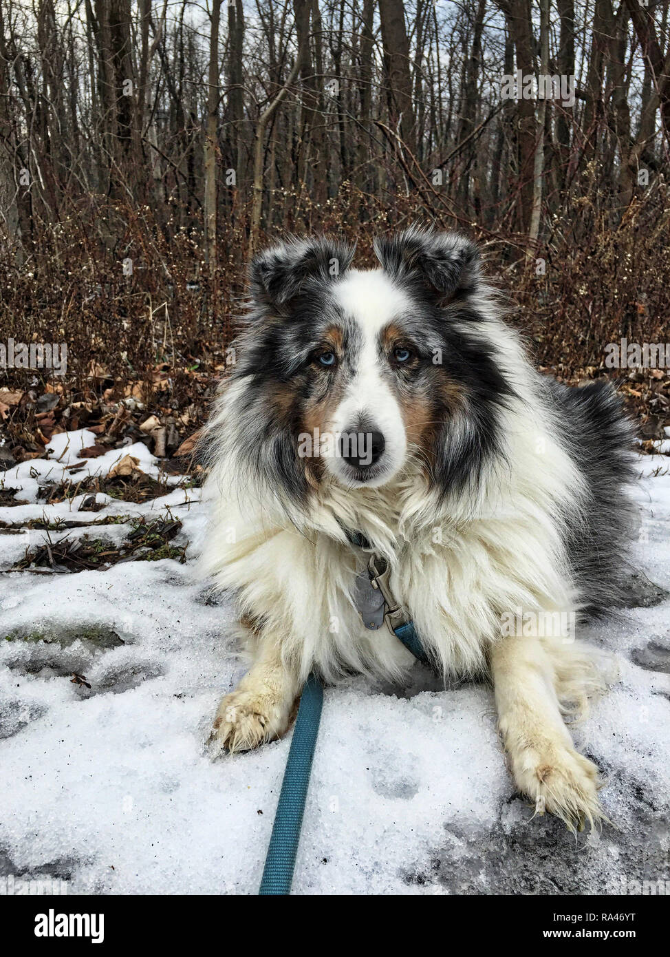 Blue Merle Sheltie giacente nella neve con boschi in background Foto Stock