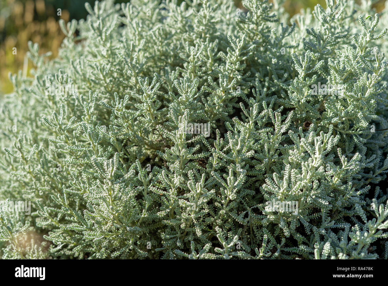 Primo piano di una oliva arbusto di erbe Foto Stock