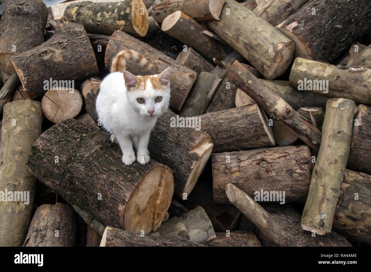 In Europa, in Grecia, EVRITANIA, regione afrafa, montagna, asprorema, epiniana, villaggio Foto Stock