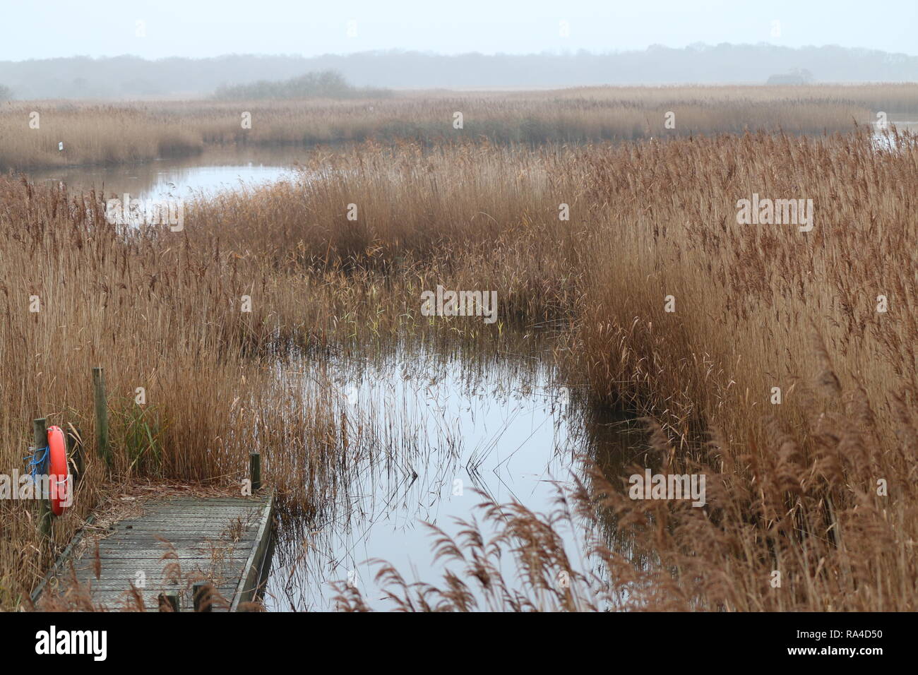 Bellissima vista del paesaggio in una riserva naturale in tutta l'acqua e canneti sulla Norfolk Broads in East Anglia in Inghilterra su una luminosa giornata autunnale Foto Stock