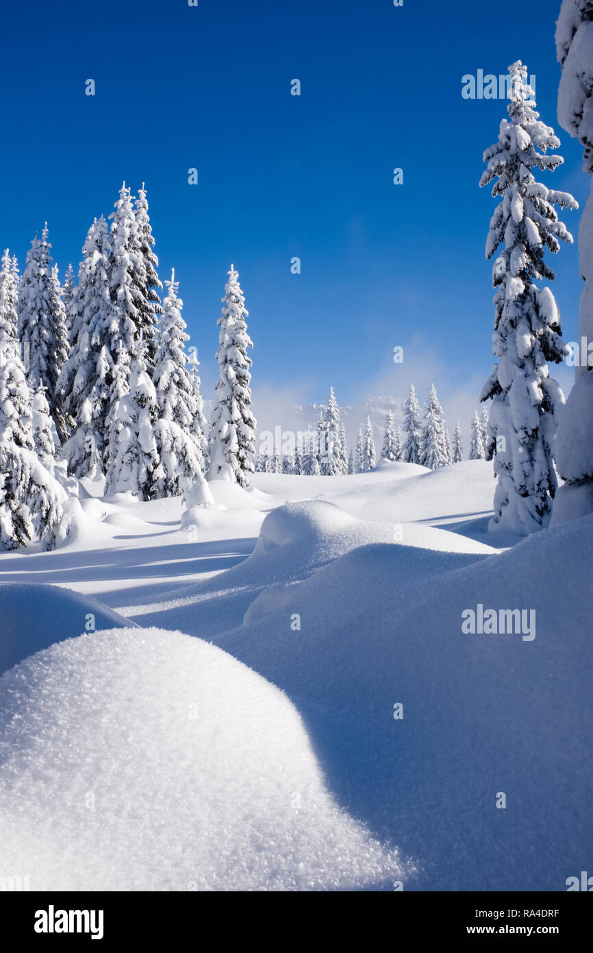 La neve ricopriva la foresta subalpino, central Cascade Mountains, nello Stato di Washington, USA Foto Stock