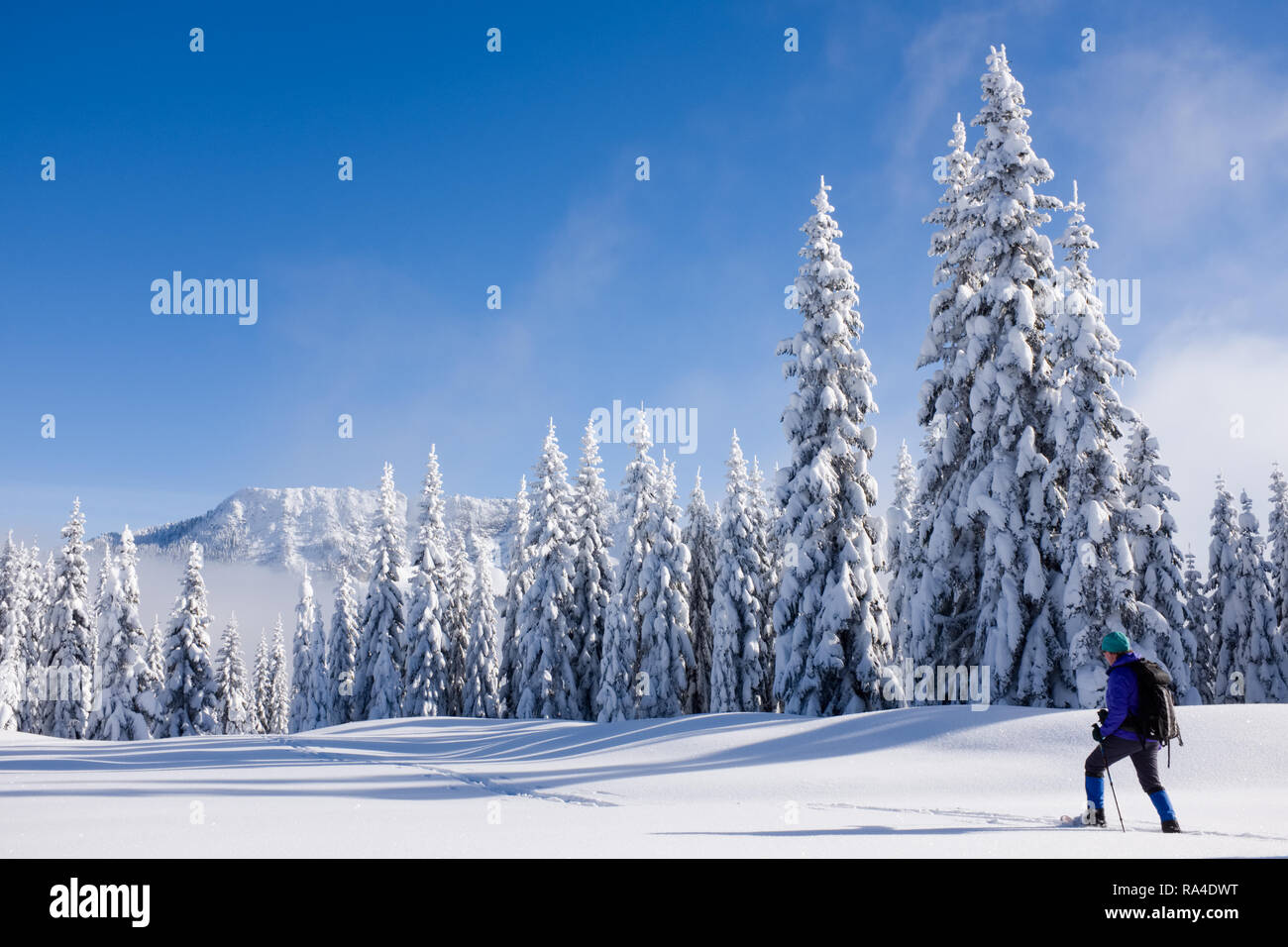 Una donna con le racchette da neve in neve ricopriva prato subalpino, central Cascade Mountains, nello Stato di Washington, USA Foto Stock