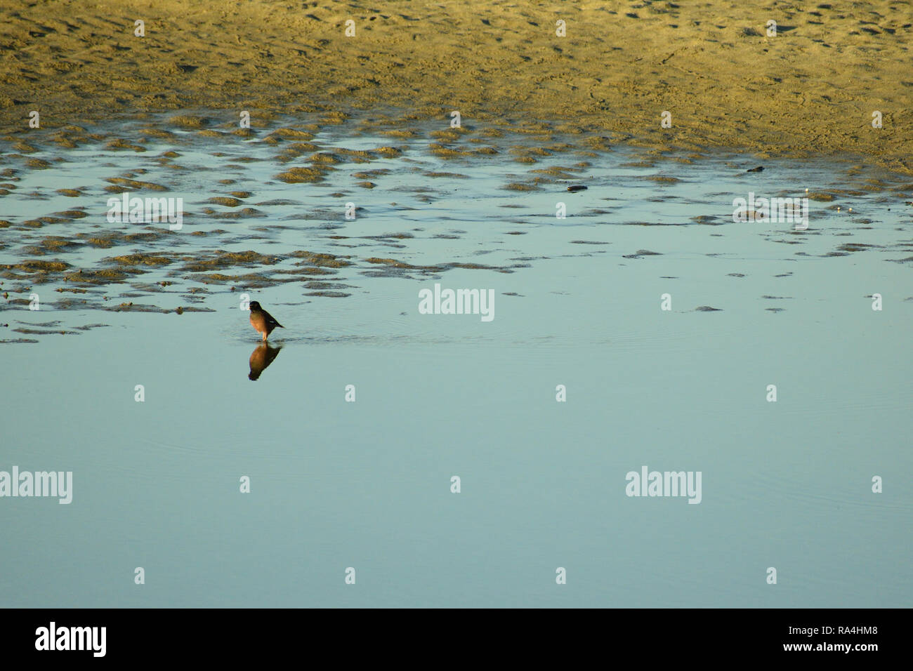Vista di un uccello di balneazione in banca del fiume di acqua durante il giorno Foto Stock