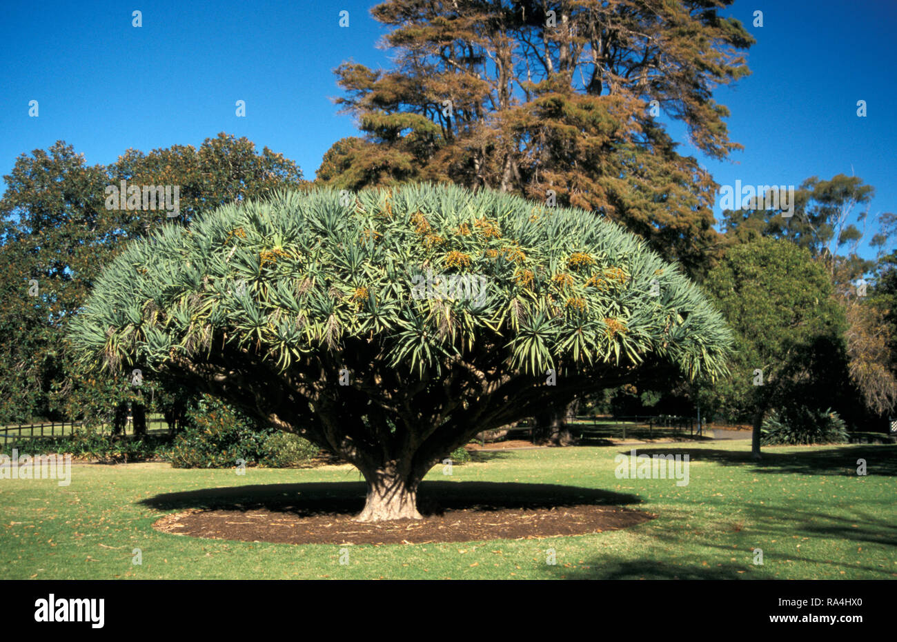 DRAGON'S SANGUE TREE (Dracaena draco) noto anche come Dragon Tree, parco di Sydney, Nuovo Galles del Sud, Australia Foto Stock
