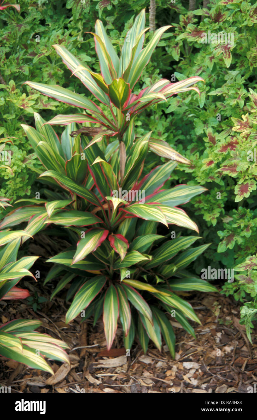 CORDYLINE FRUTICOSA (noto come buona fortuna pianta) Foto Stock