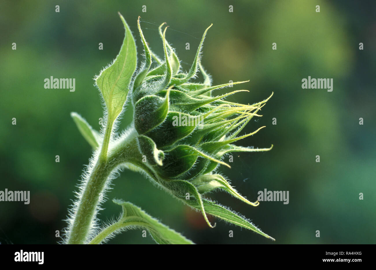 VISTA LATERALE DI UN GIRASOLE NON APERTO (HELIANTHUS ANNUUS) AUSTRALIA. Foto Stock