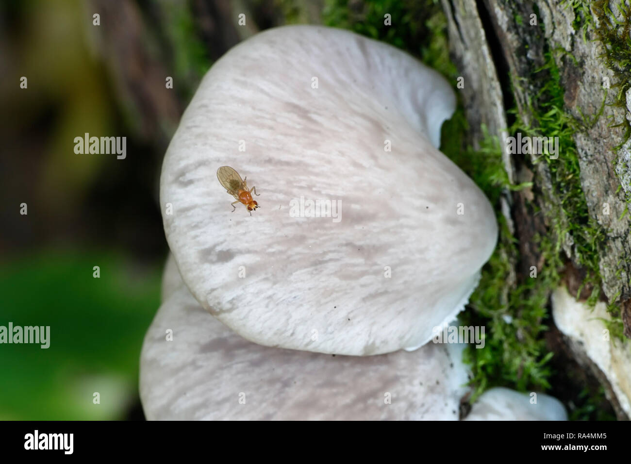 Pleurotus pulmonarius, comunemente noto come le ostriche Indiano, Italiano ostrica, Phoenix, fungo o polmone Oyster Foto Stock