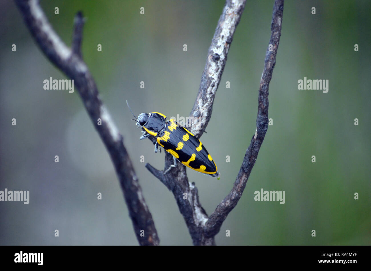 Giallo e nero nativi Australiani Banksia gioiello Beetle, Cyrioides imperialis, famiglia Buprestidae, Royal National Park, NSW, Australia Foto Stock