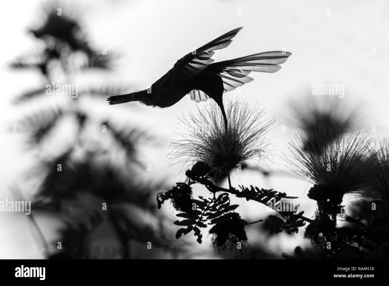 Silhouette di bianco-giacobina a collo alto passando accanto al fiore di mimosa, uccello in volo, il Caribe Tropical Forest,Trinidad e Tobago, habitat naturale,hummi Foto Stock