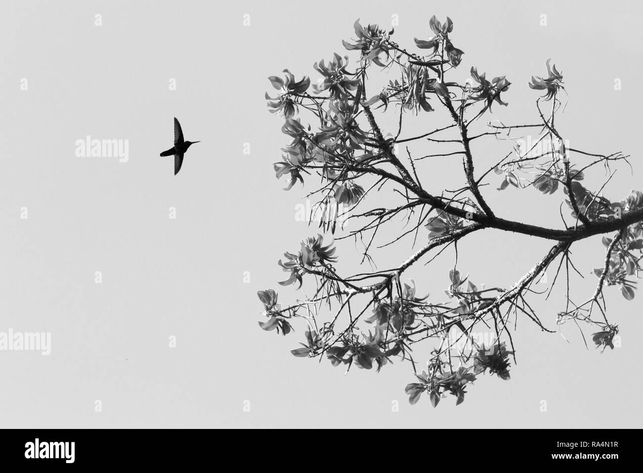 Silhouette di bianco-giacobina a collo alto passando accanto al fiore, uccello in volo, il Caribe Tropical Forest,Trinidad e Tobago, habitat naturale,hummingbird Foto Stock