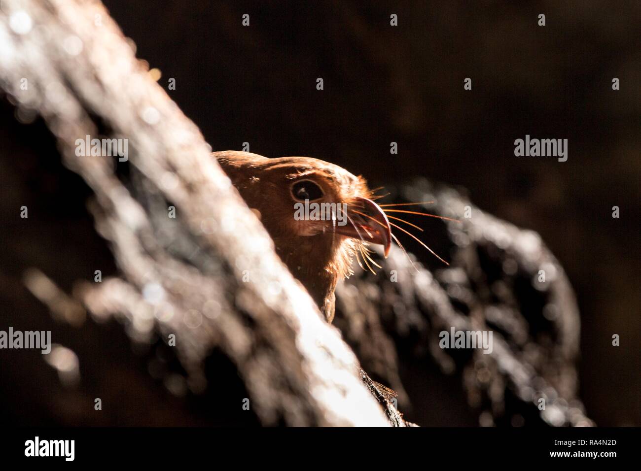 Interessante Oilbird notturno o Guàcharo (Steatornis caripensis) nella Grotta oscura, di nidificazione di uccelli sulla roccia nel suo ambiente naturale, isola di Trinidad, adve Foto Stock