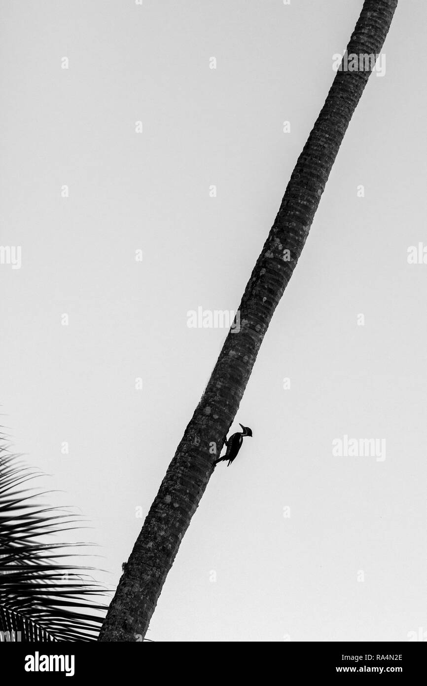 Picchio Lineated seduto su Palm tree e immobile il suo nido, isola Trinidad. La fauna selvatica scena dalla natura dei Caraibi, esotica avventura, silhouette di uccello Foto Stock