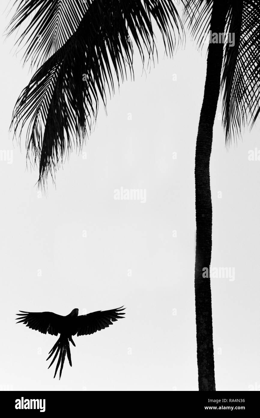 Rosso-verde Macaw volare con ali teso e lo sbarco sul palm tree, isola Trinidad. La fauna selvatica scena dalla natura dei Caraibi, esotica avventura, p Foto Stock