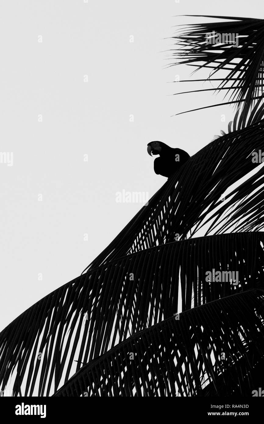 Rosso-verde Macaw seduto su Palm tree leaf, isola Trinidad. La fauna selvatica scena dalla natura dei Caraibi, esotica avventura, Parrot silhouette isolato, bla Foto Stock