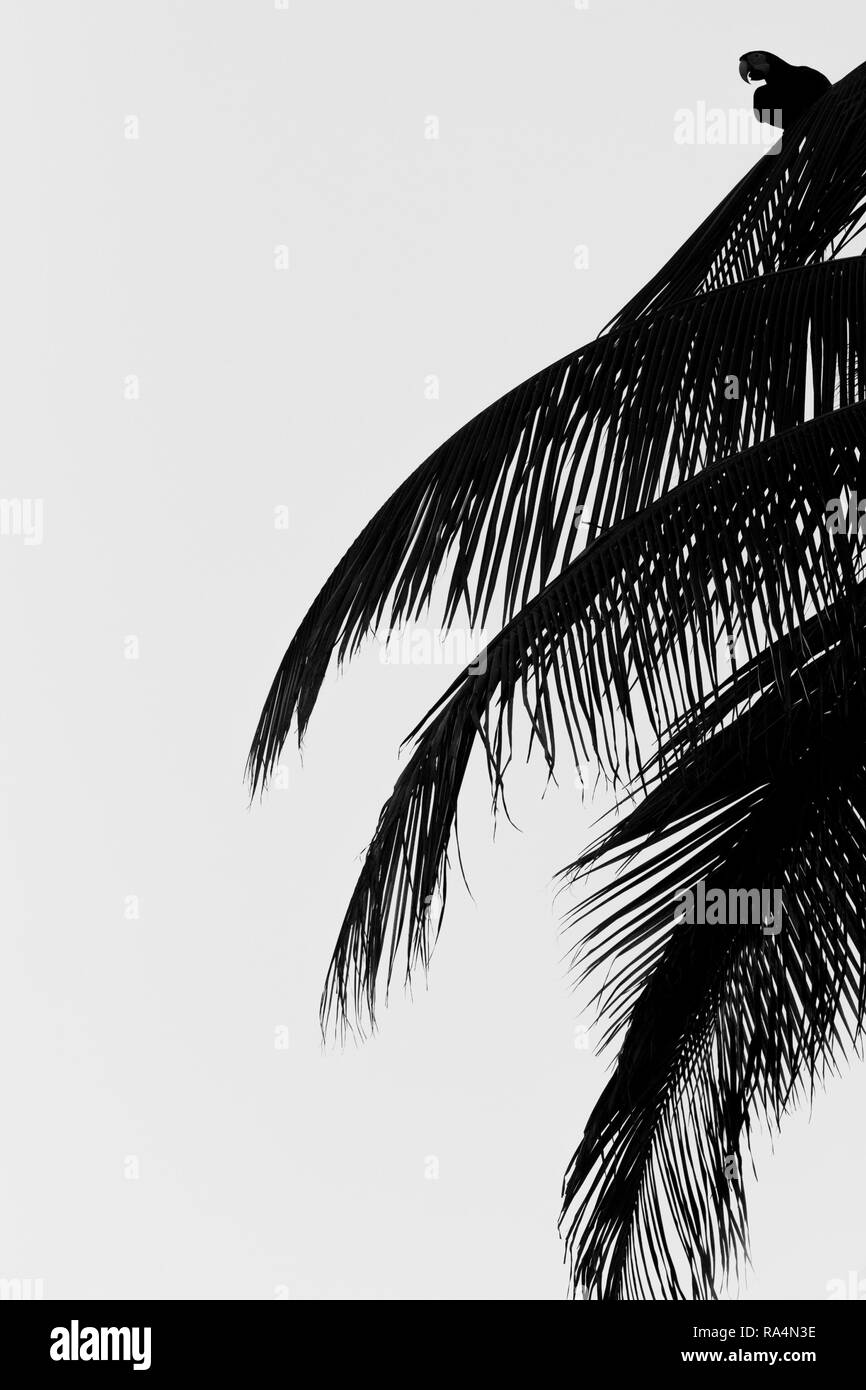 Rosso-verde Macaw seduto su Palm tree leaf, isola Trinidad. La fauna selvatica scena dalla natura dei Caraibi, esotica avventura, Parrot silhouette isolato, bla Foto Stock