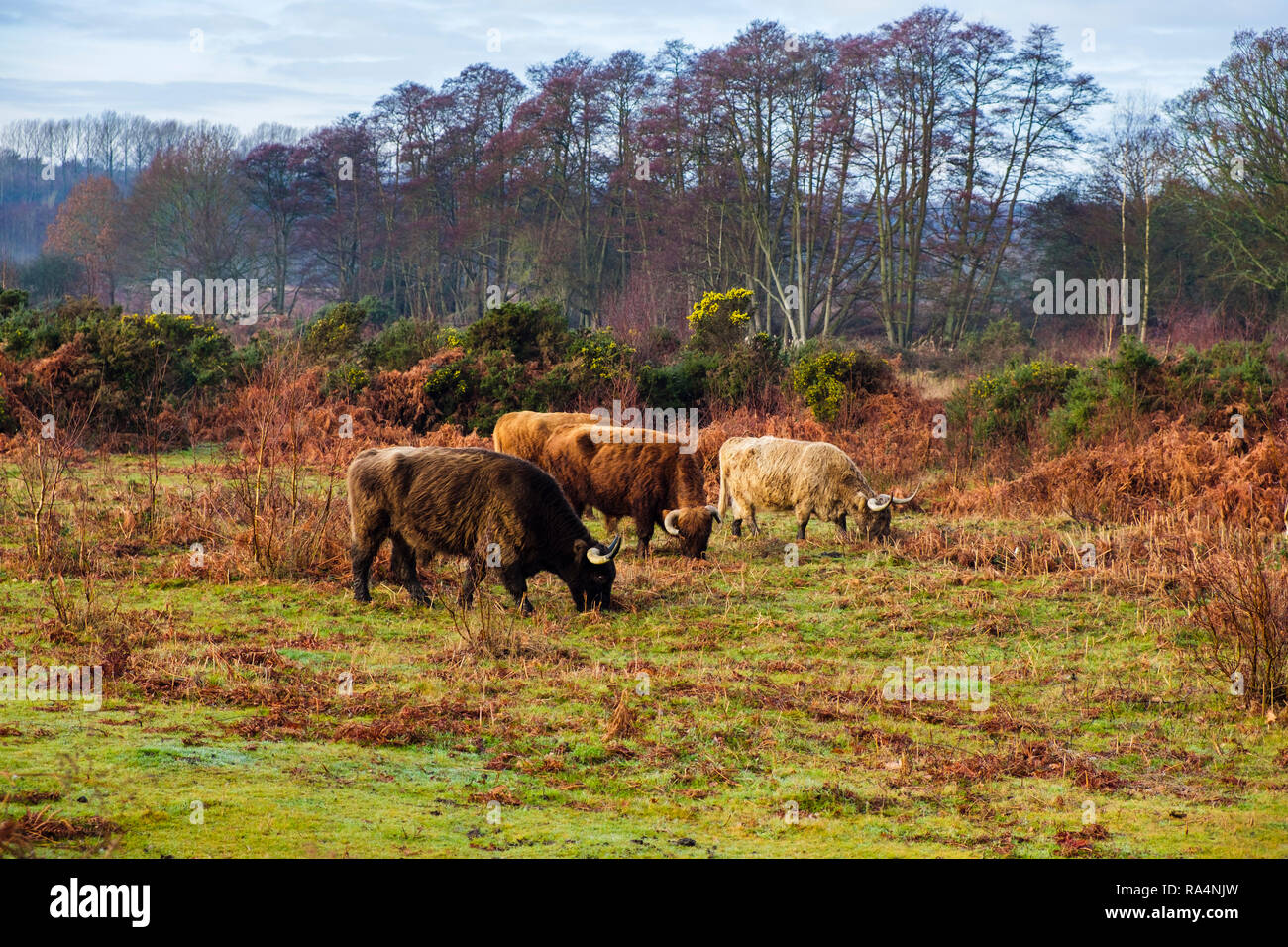 Il pascolo di bestiame per la conservazione degli habitat on Kent Wildlife Trust riserva naturale in inverno. Hothfield brughiere, Ashford, Kent, Regno Unito, Gran Bretagna Foto Stock