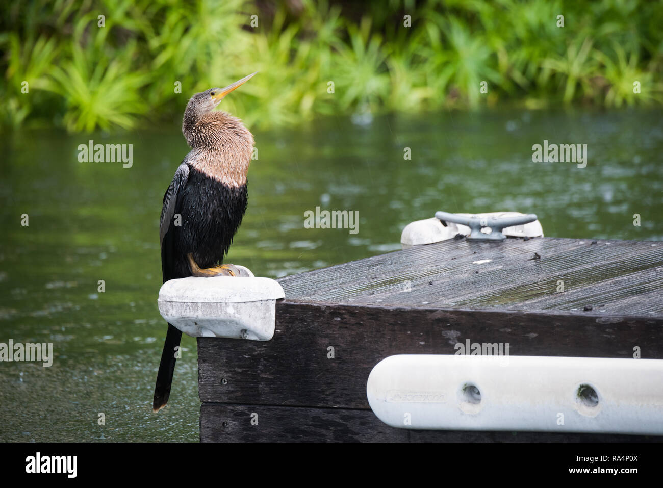 Una femmina Anhinga braves un temporale a seguito di un allarme tornado in Orlando, Florida. Foto Stock