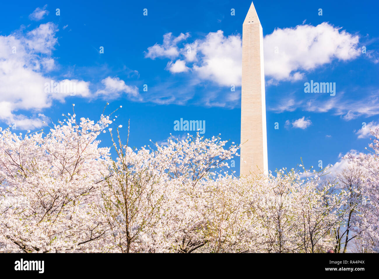 Washington DC, Stati Uniti d'America nella stagione primaverile con fiori di ciliegio. Foto Stock