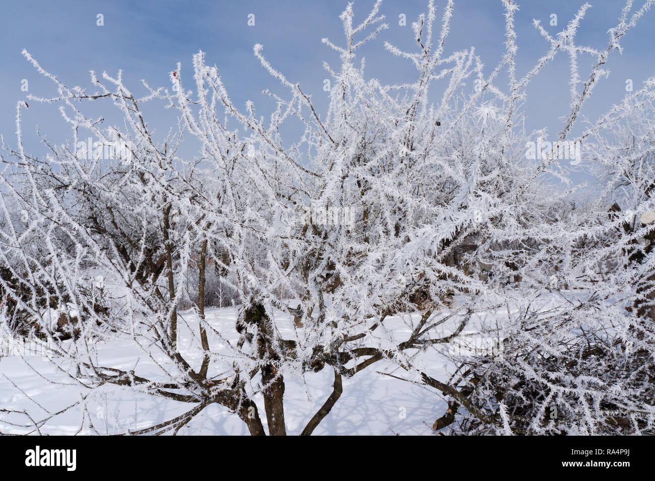 Gli alberi sono ricoperti di ghiaccio in inverno Foto Stock