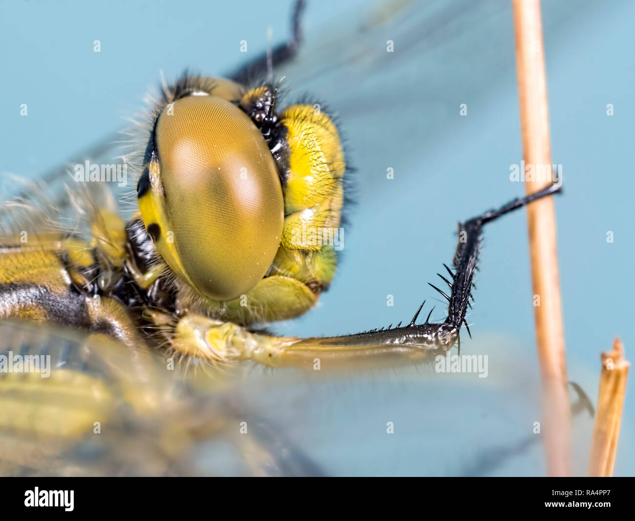 Nero-tailed Skimmer (Orthetrum cancellatum) dragonfly occhio. Trovato alla Blashford laghi riserva naturale in Hampshire Foto Stock
