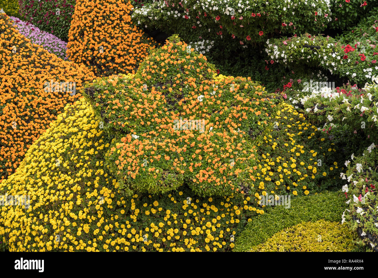 Display floreale per la Giornata nazionale di Shanghai Foto Stock