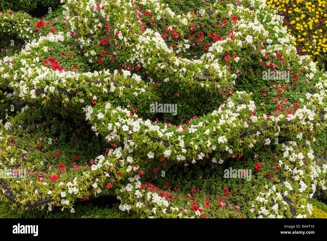 Display floreale per la Giornata nazionale di Shanghai Foto Stock