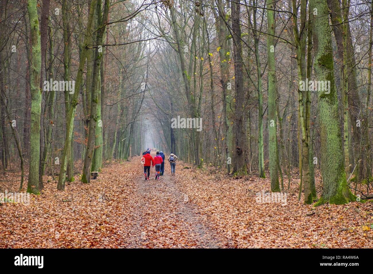 Varsavia, Masovia / Polonia - 2018/11/11: paesaggio autunnale di una nebbia di legno e persone passeggiate e jogging in Kabacki Foresta Vicino Varsavia, Polonia. Foto Stock