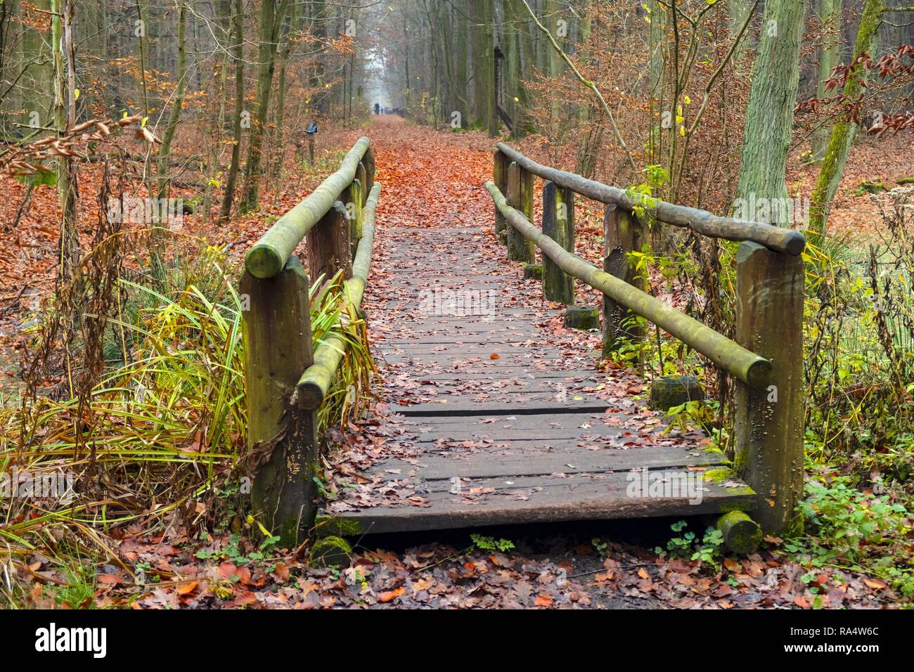 Paesaggio autunnale di una nebbia di legno e di una passerella di legno su paludi in Kabacki Foresta Vicino Varsavia, Polonia. Foto Stock