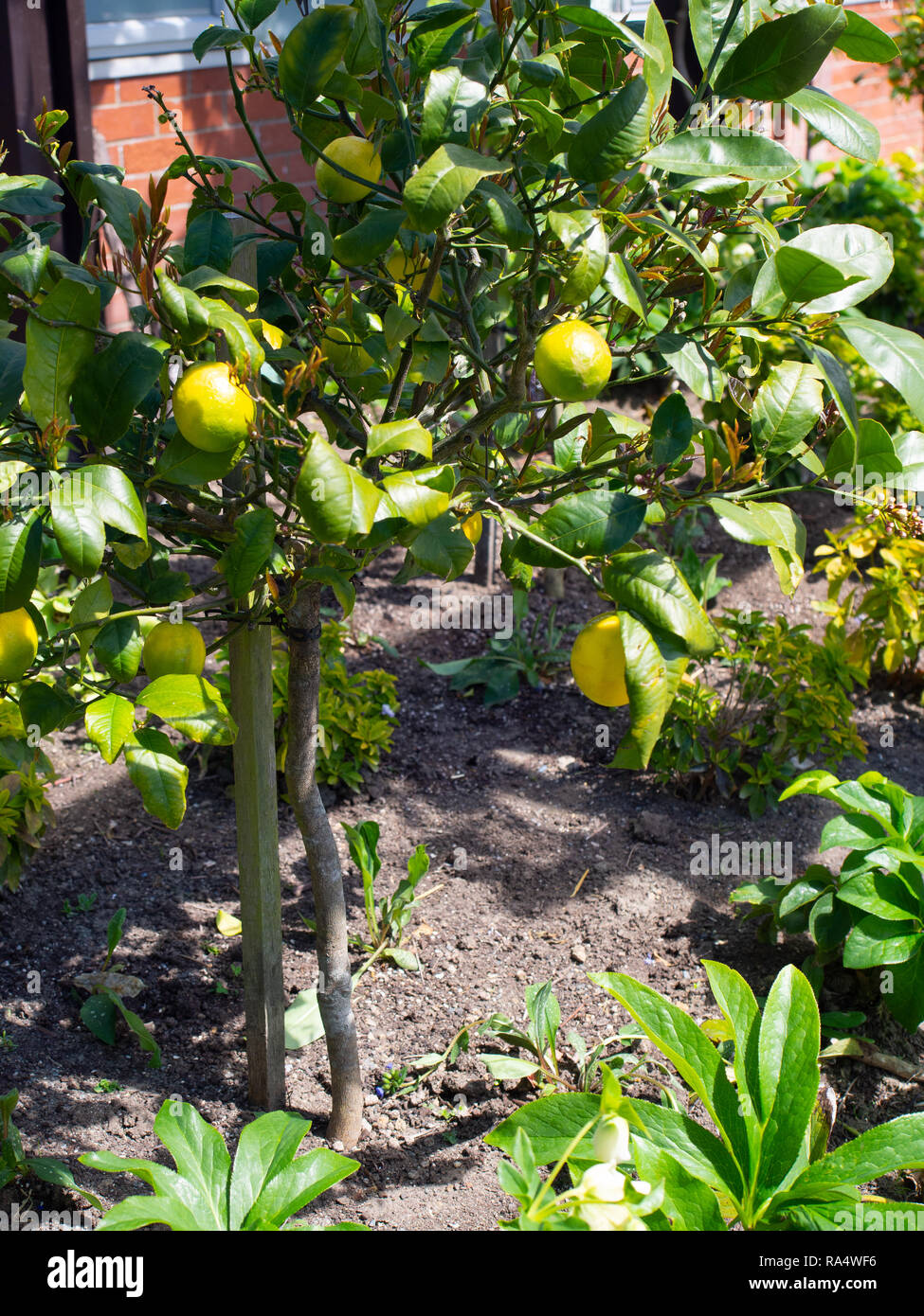 Limoni su un albero di limone Foto Stock