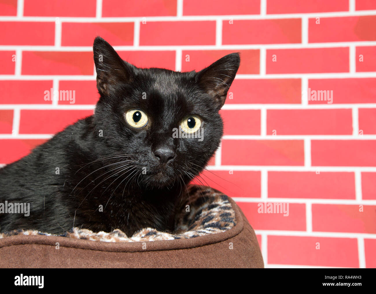 Senior Gatto Nero Rannicchiato In Un Letto Marrone Nervosamente