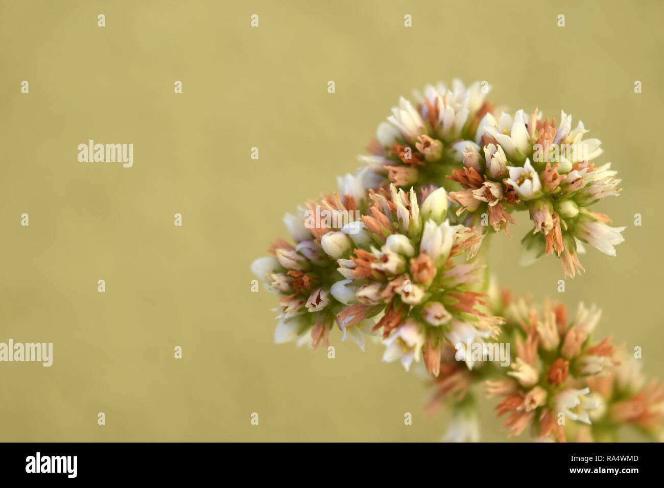 Piccola pesca Verde Bianco Fiori succulente Foto Stock