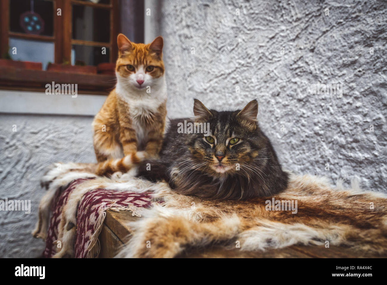 Due pet tabby gatti seduti sulle pelli di essiccamento all'aperto lungo il muro di una casa cercando curiosamente la fotocamera A Foto Stock